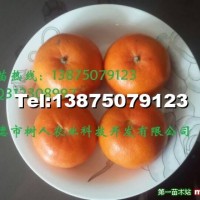 沃柑苗
