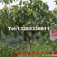 核桃苗價(jià)格，8518核桃苗價(jià)格
