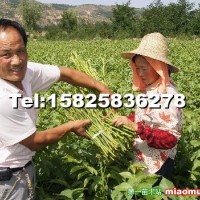 薄皮核桃嫁接苗