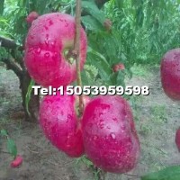蒙陰蜜桃樹