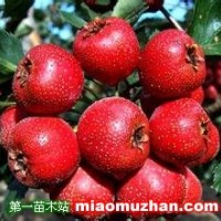 山楂苗