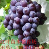 玫瑰香葡萄苗