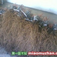 葡萄苗