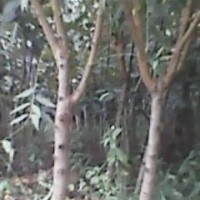 桃樹