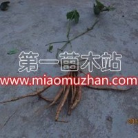 葛根苗