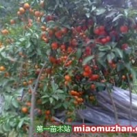 沙糖桔果苗