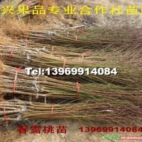 春雪桃苗