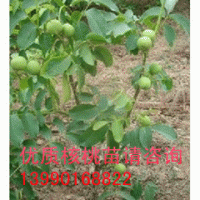 核桃苗