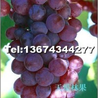 巨玫瑰葡萄苗