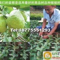 番石榴苗