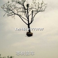 棗樹(shù)