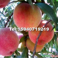 艷紅桃樹苗
