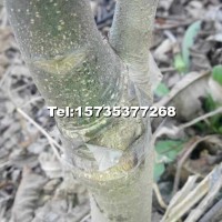 成品核桃苗