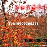 冬紅果海棠花