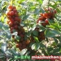 供應(yīng)鈣果苗