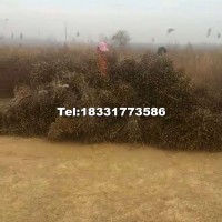棗樹苗