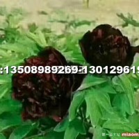 牡丹
