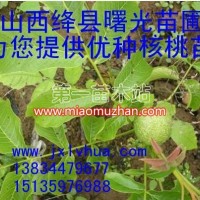 清香核桃苗