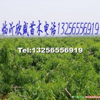 桃樹(shù)