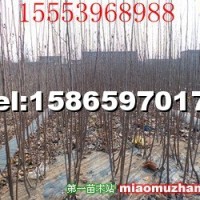 蘋果苗
