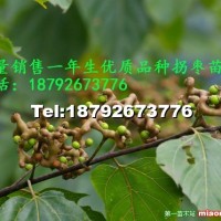 棗樹(shù)苗