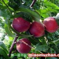永蓮蜜桃