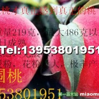 突圍桃