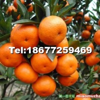 沃柑苗