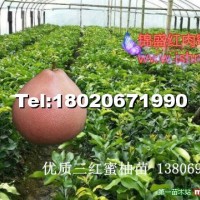 紅肉蜜柚苗