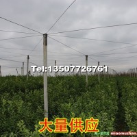 沃柑果苗