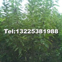 黑珍珠櫻桃苗