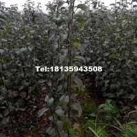 梨樹(shù)苗