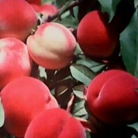 桃樹苗