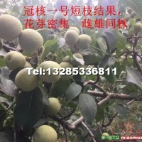 薄皮核桃苗，冠核一號(hào)核桃苗
