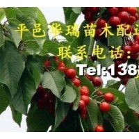 5公分以上大櫻桃樹