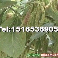 長果桑葚