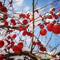 元富紅苗木
