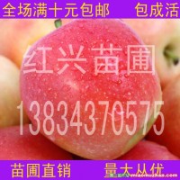 蘋果樹