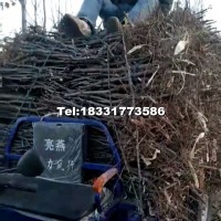棗樹苗