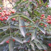 大紅袍花椒苗