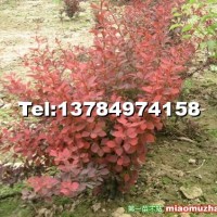 紅葉小檗