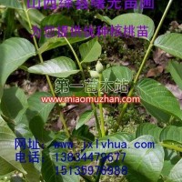 香菱核桃苗