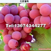 紅提葡萄苗