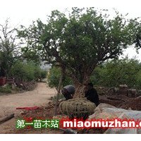 石榴樹