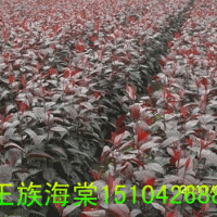 王族海棠