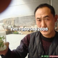 吉塞拉小苗