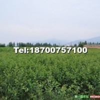 吉塞拉5號砧木