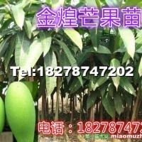 芒果苗