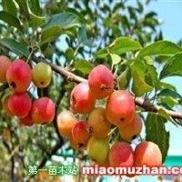 冬紅海棠