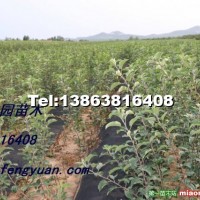 短枝煙富